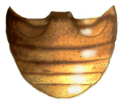 Abdomen de Neorryssomus germaini