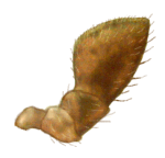 Palpo maxilar