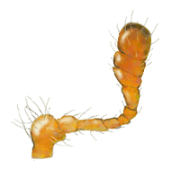 Antena de Neorhizobius sp.
