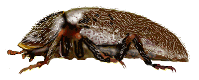 Neoryssomus variabilis de costado