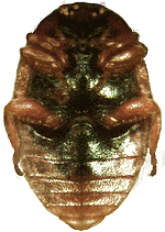 Lado Ventral de Nothocolus indefinitus