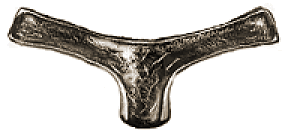 Prosterno de Nothocolus indefinitus