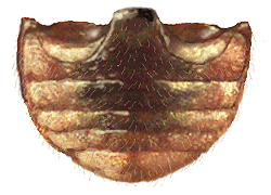 Abdomen de Nothocolus omissus