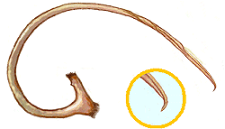 Sipho de Nothocolus sp.