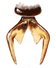Uña de Nothocolus sp.