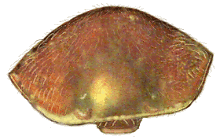 Pronoto de Orynipus darwini