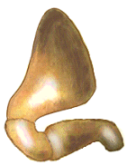 Palpo Maxilar