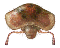 Pronoto y Cabeza de Paracranoryssus chilianus