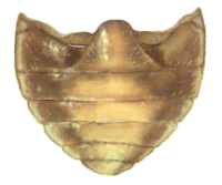 Abdomen de Psyllobora bicongregata