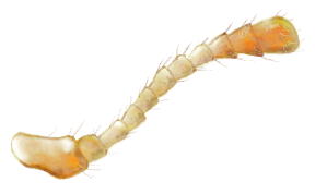 Antena de Psyllobora picta