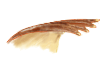 Mandibula de Psyllobora picta