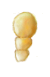 Palpo de Psyllobora picta