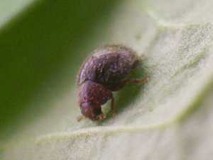 Rhyzobius lophantae