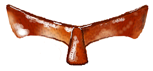 Prosterno de Rhyzobius lophantae