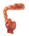 Antena de Rodolia cardinalis
