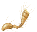 Antena de Scymnobius aricaensis