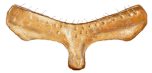 Prosterno de Scymnobius aricaensis