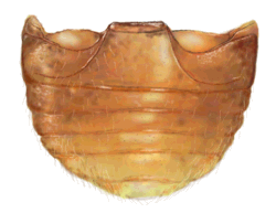 Abdómen de Scymnobius galapagoensis
