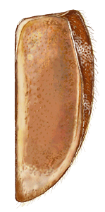 Epipleuras de Scymnobius triangularis