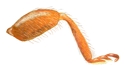 Pata trasera de Scymnobius triangularis