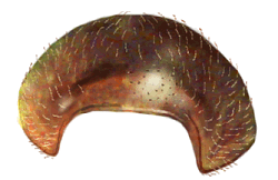 Protorax de Scymnus bicolor