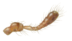 Antena de Scymnus rubicundus