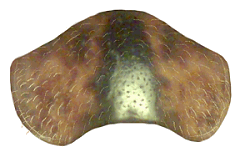 Protorax de Stenadalia peregrina