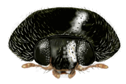 Cabeza de Stethorus histrio