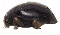 Stethorus histrio, de costado