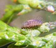 Larva de Stethorus histrio