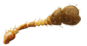 Antena de Stictospilus darwini