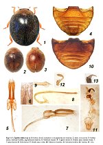 Monophilla pallipes