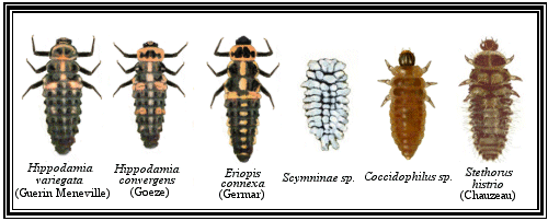 Larvas de Coccinellidae
