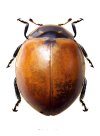 Adalia sp. 2