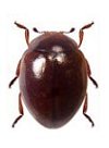 Coccidophilus sp.