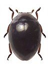 Coccidophilus sp.