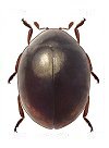 Coccidophilus sp.