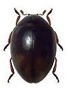 Coccidophilus sp.