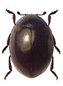 Coccidophilus sp.