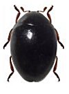 Coccidophilus sp.