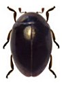Coccidophilus sp.