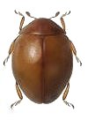 Coccidophilus sp.