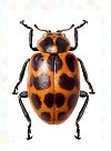 Eriopis opposita