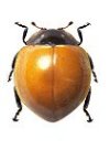 Cycloneda chilena