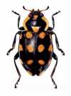 Eriopis opposita