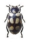 Eriopis andina