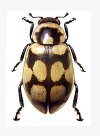 Eriopis andina