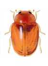Heterodiomus brethesi