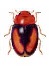 Heterodiomus marchali