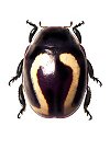 Rodolia cardinalis